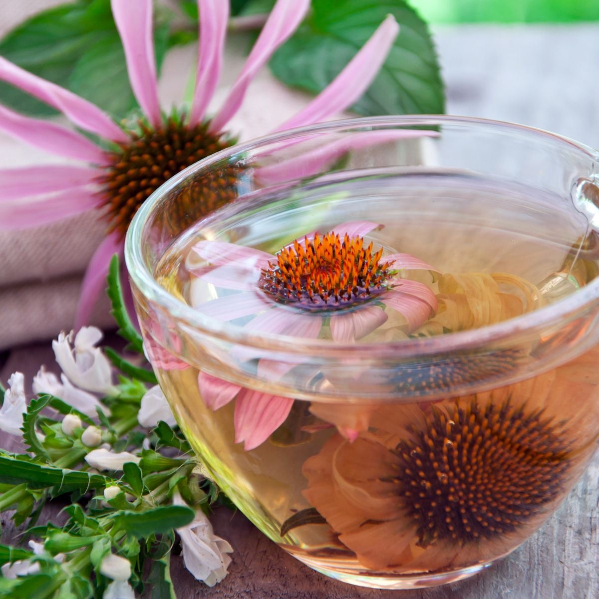 Echinacea Tea Bags